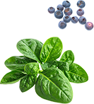 ブロッコリー 黄パプリカ